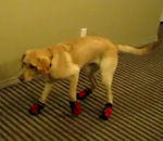 chaussure Un chien marche avec des chaussures