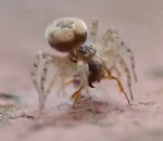 attaque Une araignée attaque une fourmi