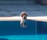 peur bond Chat au bord de la piscine