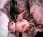 dormir Une chatte serre son chaton dans ses bras