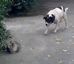chien technique Un chien s'approche d'un chat