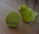 balle equilibre Une perruche avec une balle de tennis