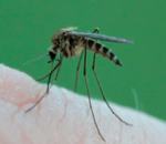 moustique sang abdomen Piqûre de moustique