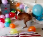 baudruche anniversaire Un chien fête son anniversaire