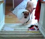 escalier chien Chien avec une collerette vs Escalier