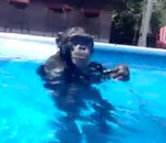 piscine Un chimpanzé fait de la plongée sous-marine