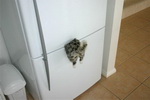 refrigerateur chat Magnet chat pour frigo