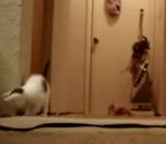 chaton peur Des chatons sur un aspirateur