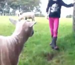attaque mouton coco Fille vs Mouton