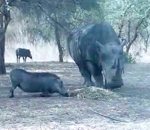 rhinoceros attaque phacochere Rhinocéros vs Phacochère