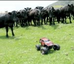radiocommande voiture Voiture radiocommandée dans un troupeau de vaches