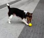 balle chien Un chien joue seul à attraper une balle