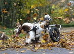 handicap chien J'aime les feuilles !