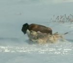 bison attaque Bison vs Meute de loups