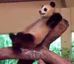 zoo Un panda fait une mauvaise blague