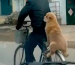 chien velo Chien sur un porte-bagages de vélo