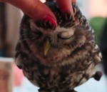 hibou Lovely Owl