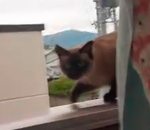 saut Un chat saute d'un balcon