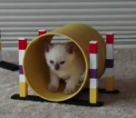 obstacle parcours Chaton Agility