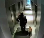 chien homme Chien vs Ascenseur