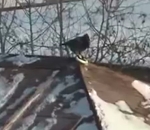 oiseau Une corneille fait du snowboard