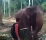 trompe elephant Eléphant vs Touriste
