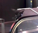 pigeon Pigeon sur un escalator