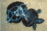 tortue plastique Une tortue déformée