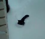 chat neige Chat dans la poudreuse