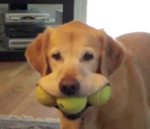 chien gueule Un chien ramène 3 balles de tennis
