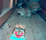 ecureuil Ecureuil vs Piège à souris