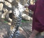 grillage zoo Régis nourrit un léopard