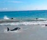 plage echouage Sauvetage de 30 dauphins échoués