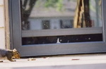 chat fenetre ecureuil Embuscade
