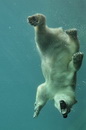 eau Un ours polaire sous l'eau