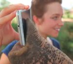 telephone smartphone Un éléphant joue avec un Galaxy Note