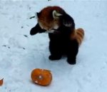 roux panda Un panda roux s'amuse avec une citrouille