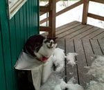 maison chat Des animaux sous son porche