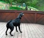 tennis chien Rêve de chien