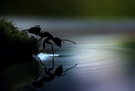 fourmi eau Tension superficielle