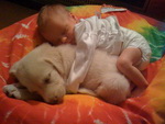 chiot Un bébé dort avec un chiot