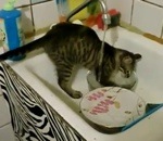 vaisselle Un chat fait la vaisselle