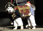 costume Costume de pirate pour chien