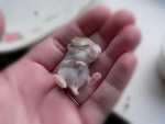 bebe main Bébé hamster