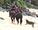 coup ko cheval Chien sonné à la plage