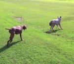 golf terrain arret Un chien d'arrêt rencontre un coyote