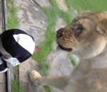 vitre Une lionne essaie de manger un bébé