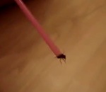 attraper mouche Attraper une mouche avec une paille