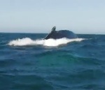 baleine eau Baleine arc-en-ciel