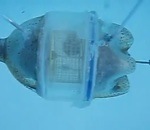 piscine bouteille sous-marin Sous-marin pour hamster